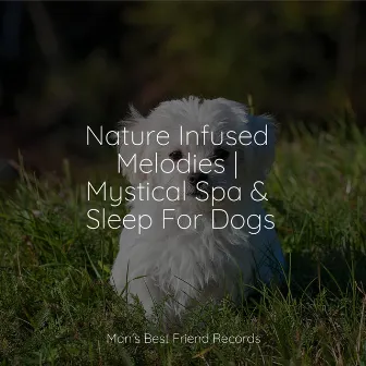 Mystical Spa Music Collection For Dogs | Deep Sleep Relaxation by Sleeping Music For Dogs