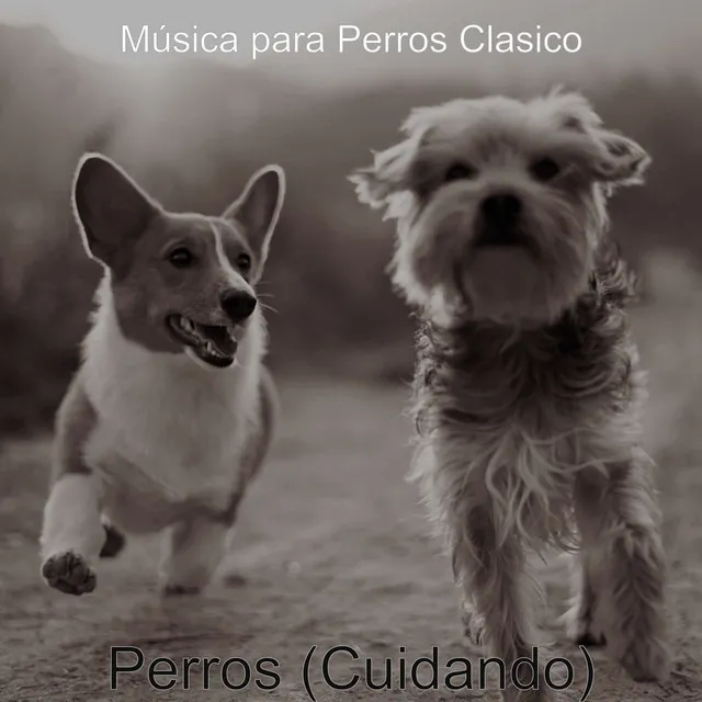 Enfriado (Perros Solitarios)