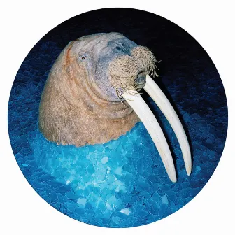 The Walrus EP by Tross