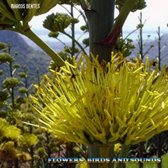 Flowers, Birds and Sounds by Marcos André da Gama Bentes