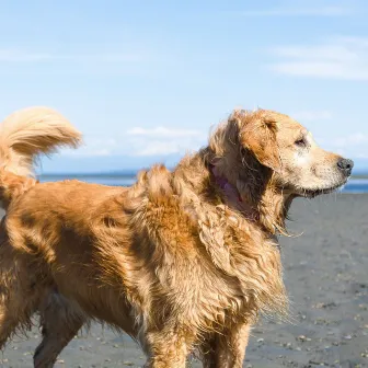 Perros - Curioso by Música para Perros Clásico