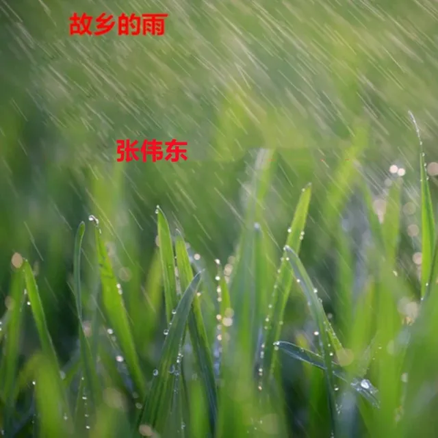 故乡的雨