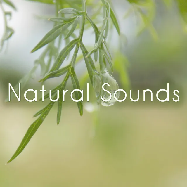 Natural Sounds