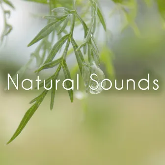 Natural Sounds by Natural White Noise for Babies