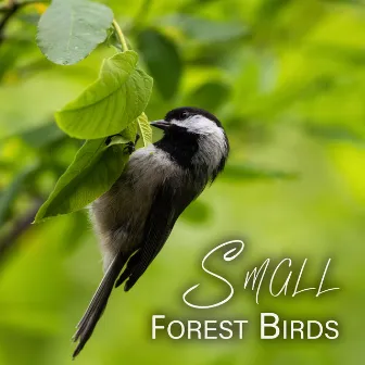 Small Forest Birds: Feel Positive Emotions, Reduce Stress, Increase Productivity by Calm Singing Birds Zone