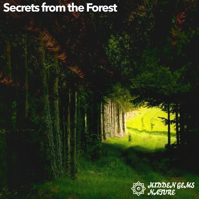 Secrets from the Forest