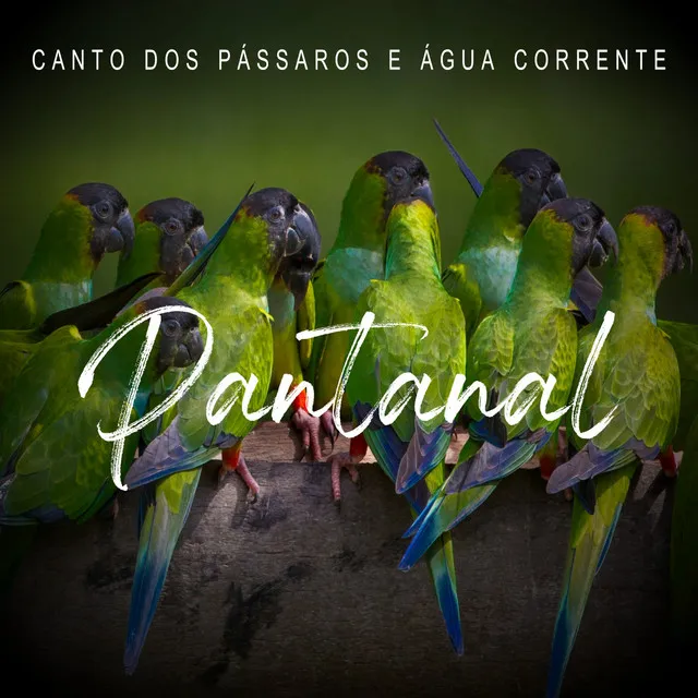 Pantanal - Canto Dos Pássaros e Água Corrente