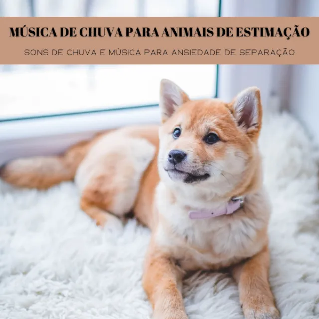 Música De Chuva Para Animais De Estimação: Sons De Chuva E Música Para Ansiedade De Separação