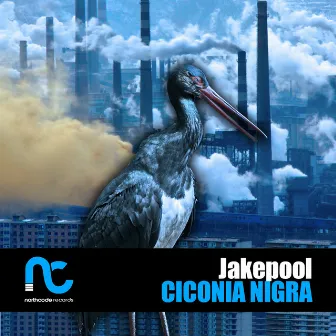 Ciconia Nigra by Jake Pool