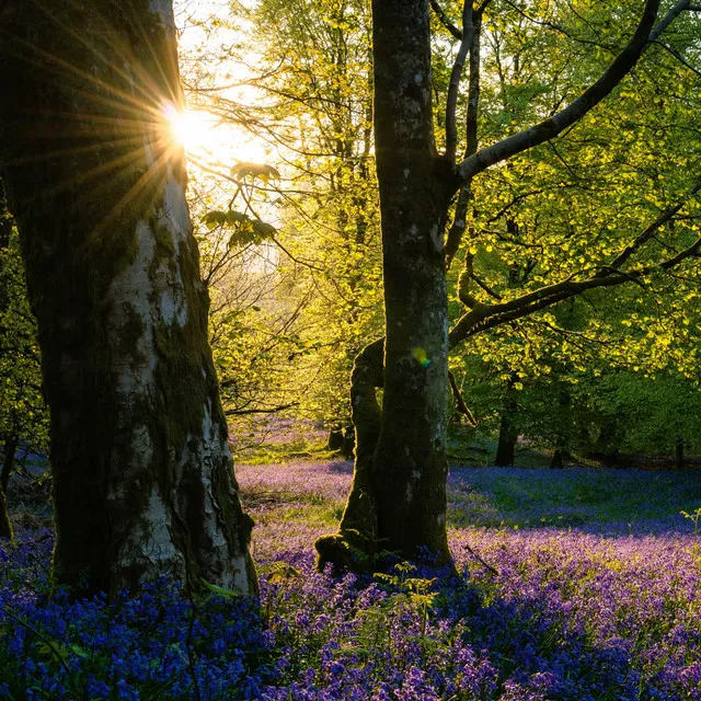 Calming Sound Of Birds Awakening At Dawn