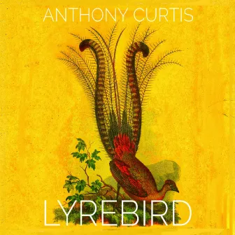 Lyrebird by Anthony Curtis