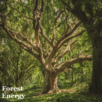 Forest Energy by Nautre Forest Sounds