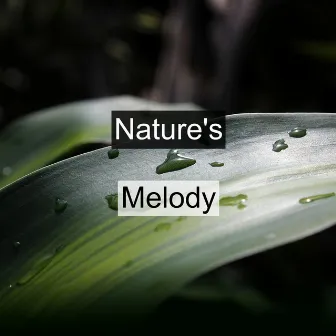 Nature's Melody by Rain Sounds, Raining Music