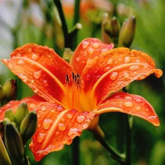 19 Sonidos De Lluvia Para Que Los Bebés Concilien El Sueño. Ruido De Fondo Para Bebés Y Niños Pequeños by Sonidos Naturales Relax