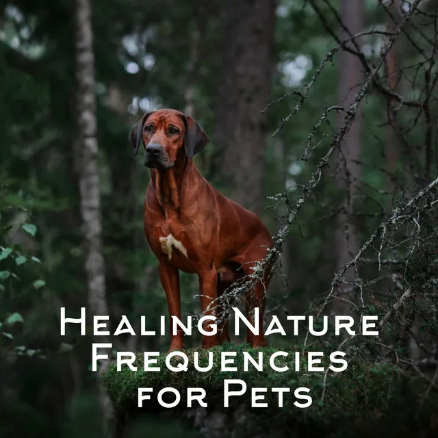 Healing Nature Frequencies for Pets: Relaxation for Dogs and Cats, Music Therapy, Anti Stress