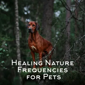 Healing Nature Frequencies for Pets: Relaxation for Dogs and Cats, Music Therapy, Anti Stress by Pet Music Academy