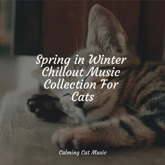 Spring in Winter Chillout Music Collection For Cats by Music for Cats Project