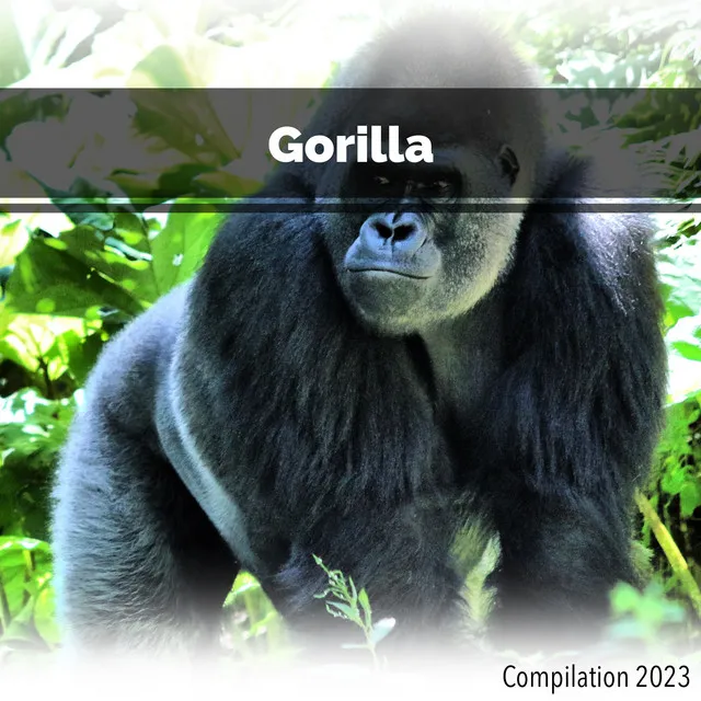 Gorilla Compilation 2023