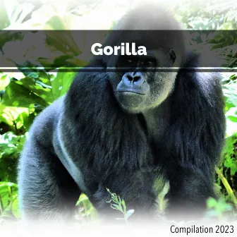 Gorilla Compilation 2023 by Simone Dalla Vecchia