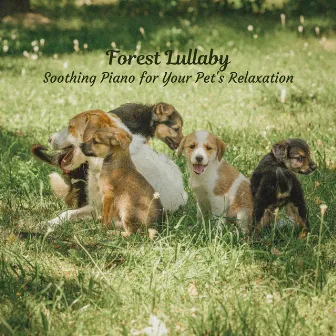 Forest Lullaby: Soothing Piano for Your Pet's Relaxation by Nature Rehab