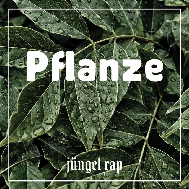 Pflanze