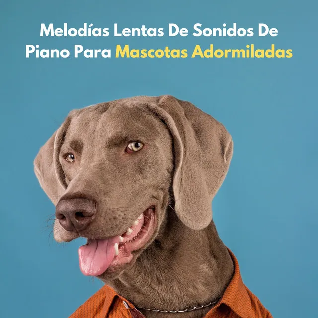 Canción De Cuna Para Mascotas