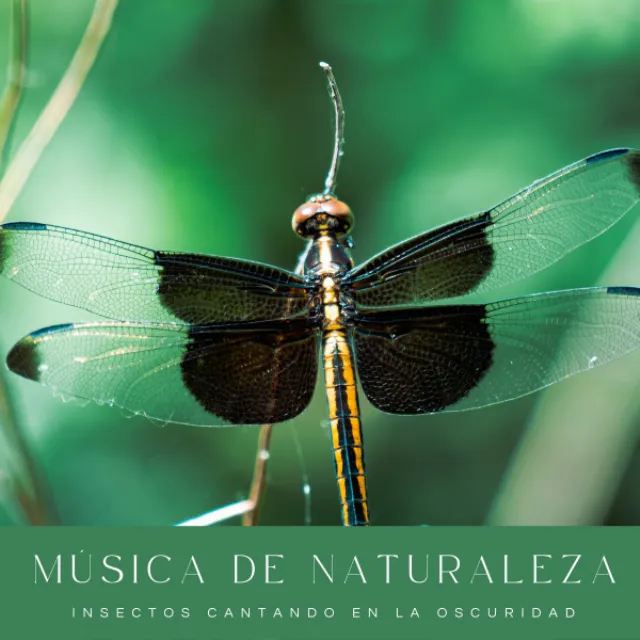 Música De Naturaleza: Insectos Cantando En La Oscuridad