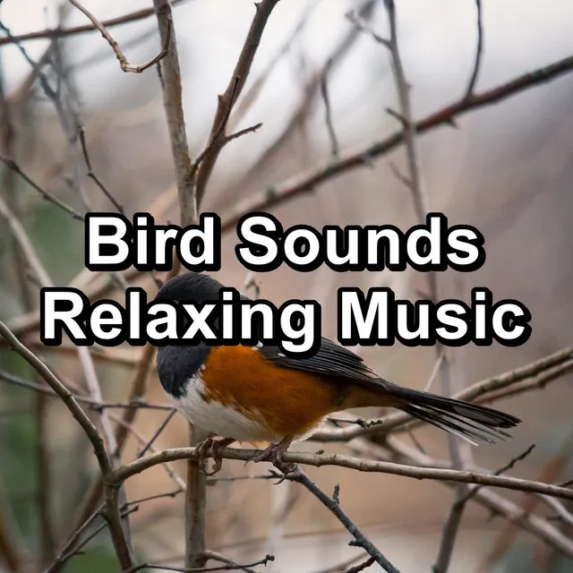 Forest Bird Sounds Stress Relief To Help with Relaxing