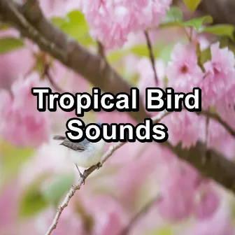 Tropical Bird Sounds by Nature And Bird Sounds