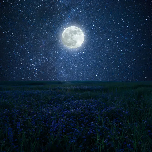 Nocturnal Melodies in Nature's Whispers