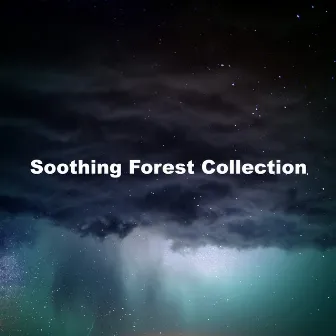 Soothing Forest Collection by Wet Forest