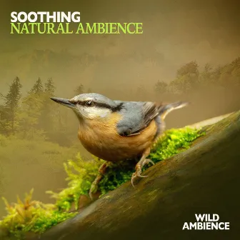 Soothing Natural Ambience by Wild Ambience