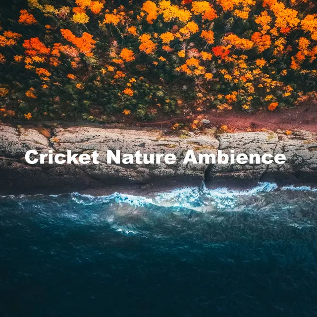 Cricket Nature Ambience