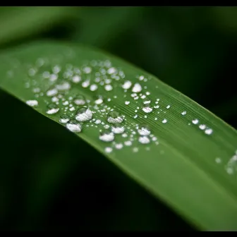 20 Peaceful Rain Sounds for a Calming Evening at Home by Rain Spa