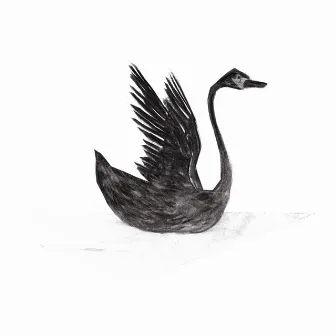 Black Swan by Wedge