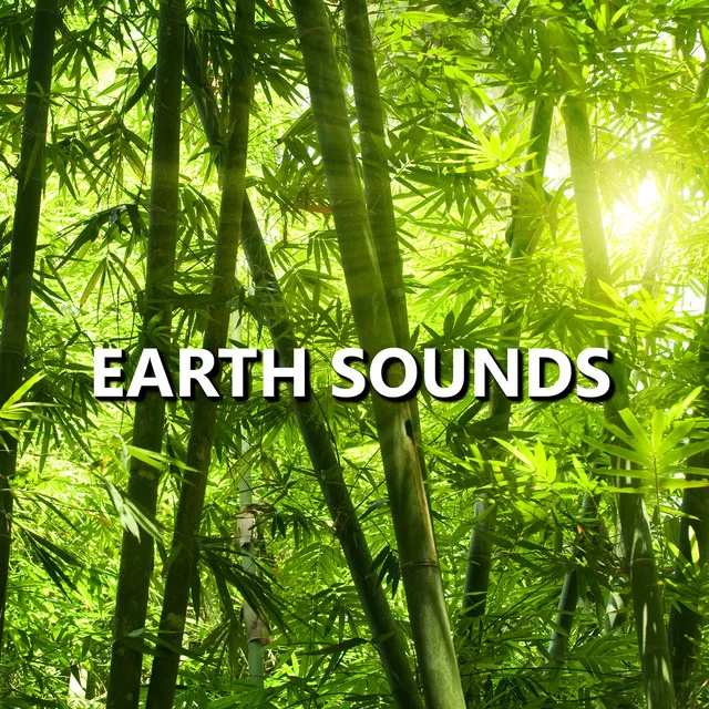 Stimulating Garden Nature Sounds