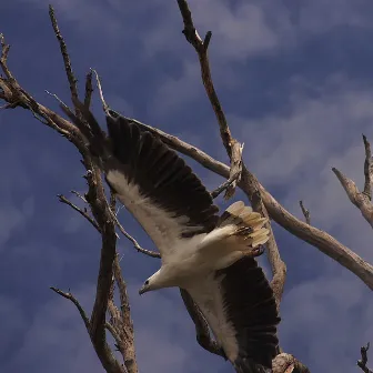 Sea Eagle by Colin Brookes