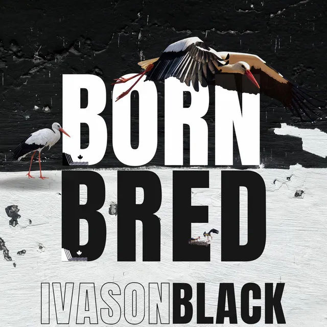 Born Bred - Radio Edit