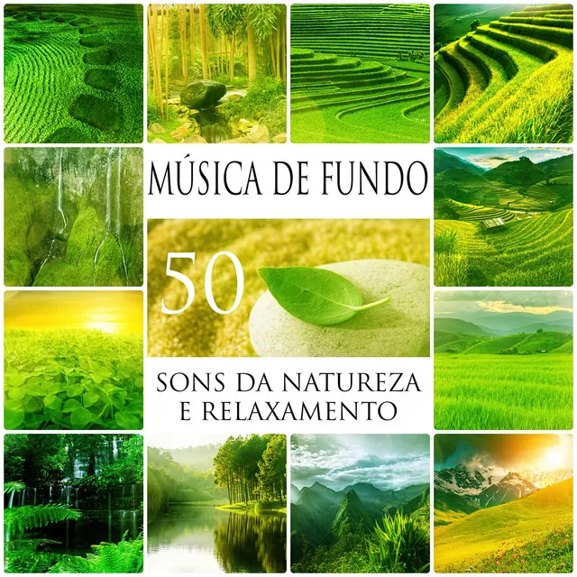 Academia de Música de Fundo e Ambiente