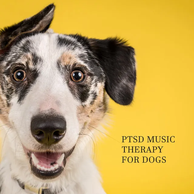 Pet Music Doctor