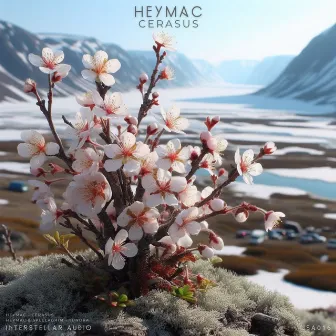 Cerasus / Tundra by Heymac