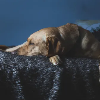 Dog Snoring (Loopable) by Sleeping Sounds