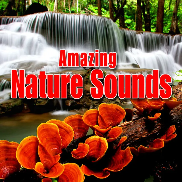 Amazing Nature Sounds