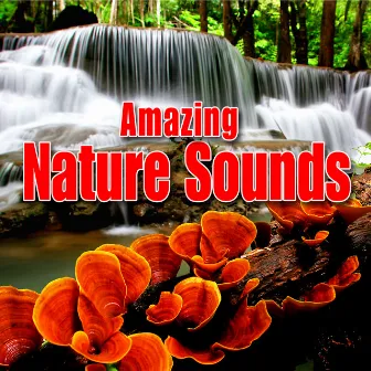 Amazing Nature Sounds by Best Nature Sounds