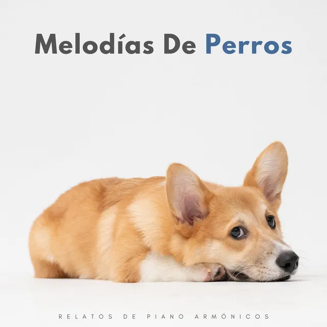 Serenata De Piano Para Perros