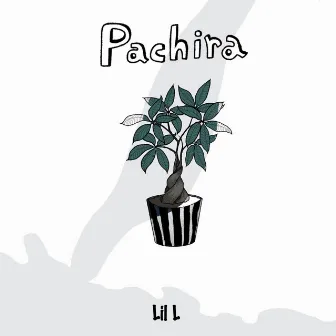 Pachira by Lil L