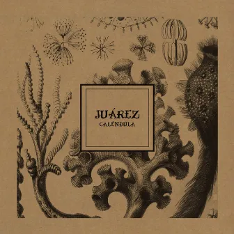 Caléndula by Juárez