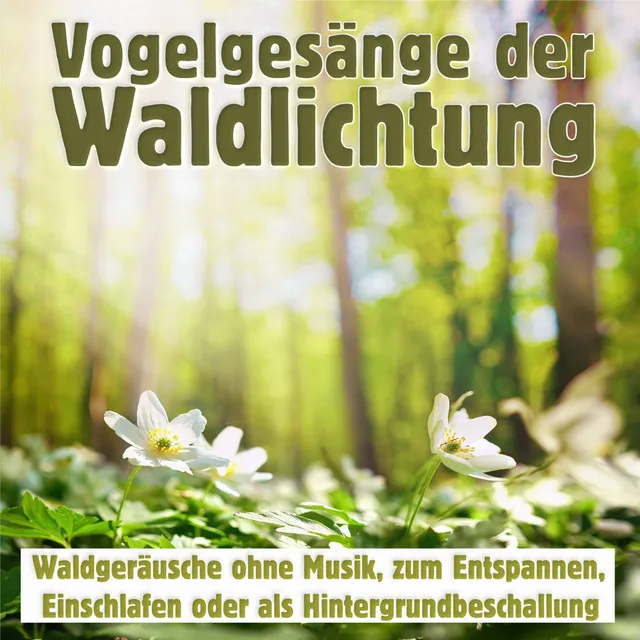 Vogelgesänge der Waldlichtung, Waldgeräusche ohne Musik, zum entspannen, einschlafen oder als Hintergrundbeschallung