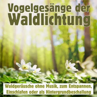 Vogelgesänge der Waldlichtung, Waldgeräusche ohne Musik, zum entspannen, einschlafen oder als Hintergrundbeschallung by Waldgeräusche