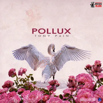 Pollux by Tony Pain